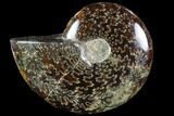 Polished, Agatized Ammonite (Cleoniceras) - Madagascar #88085-1
